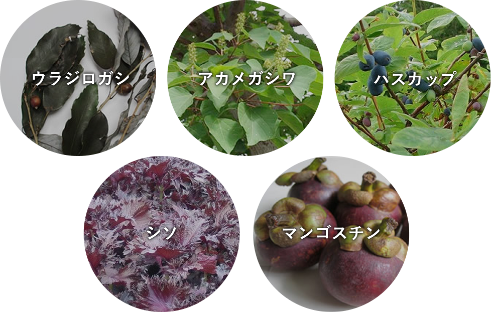 ウラジロガシ アカメガシワ ハスカップ シソ マンゴスチン